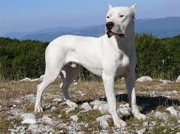 cane razza Dogo Argentino